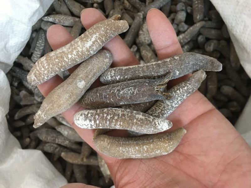 海参60头印尼秃海参口感好不烂不麻口干货海参一件代发