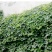 爬山虎五叶爬山虎三叶爬山虎颜色翠绿造景独特