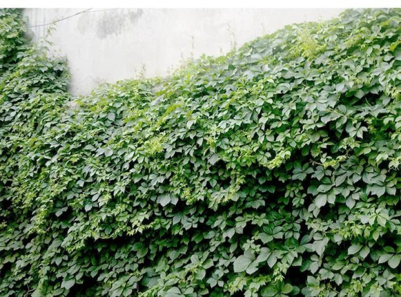 爬山虎五叶爬山虎三叶爬山虎颜色翠绿造景独特