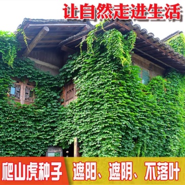 爬山虎五叶爬山虎三叶爬山虎颜色翠绿造景独特