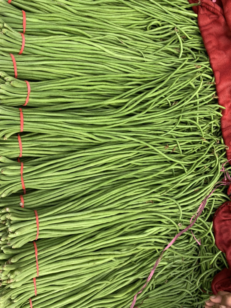 【超市专供】产地直销精品长豆角【精品推荐】