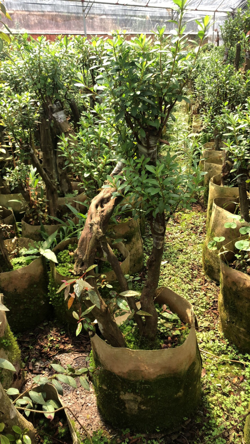 杜鹃嫁接小桩