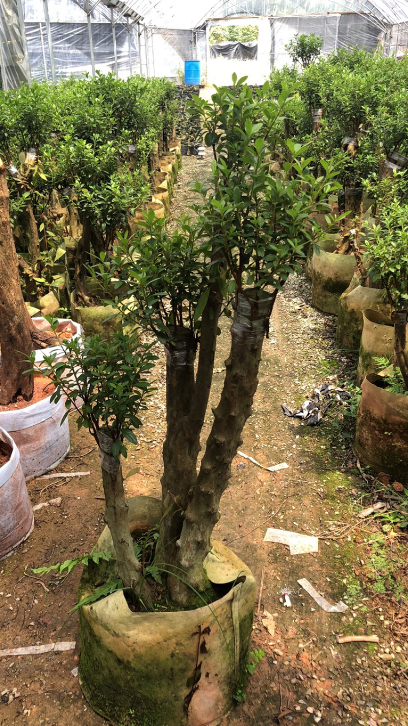杜鹃嫁接小桩