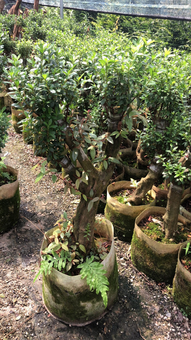 杜鹃嫁接小桩