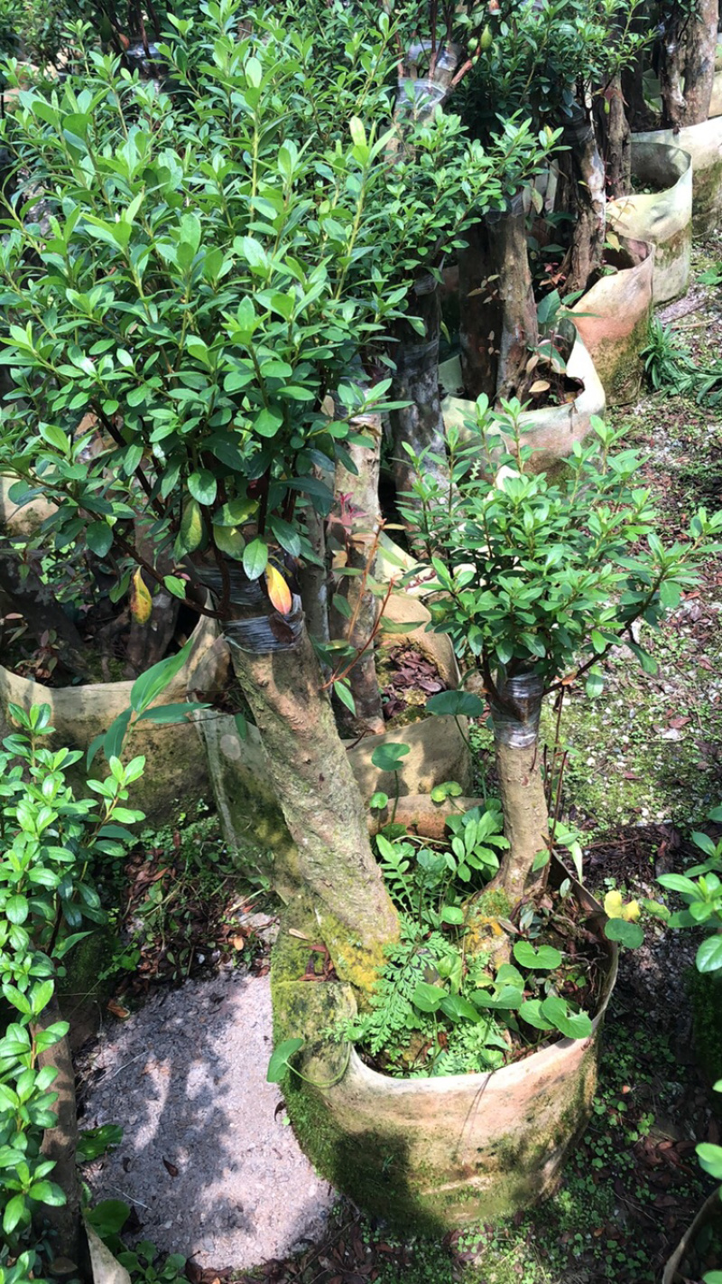 杜鹃嫁接小桩