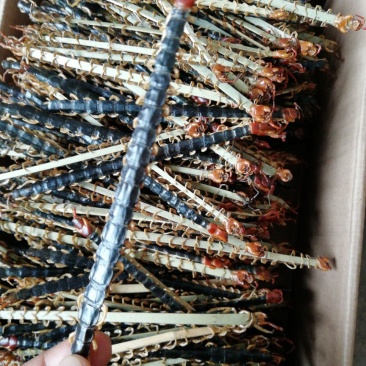 纯野生蜈蚣