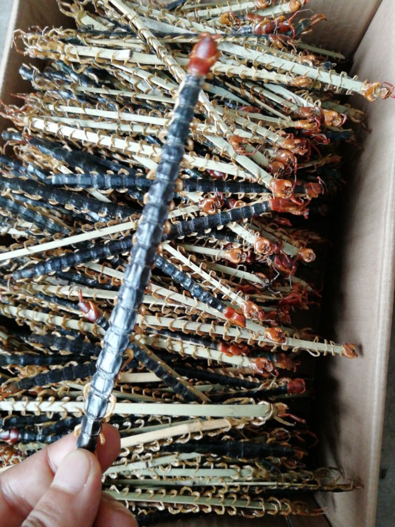 纯野生蜈蚣