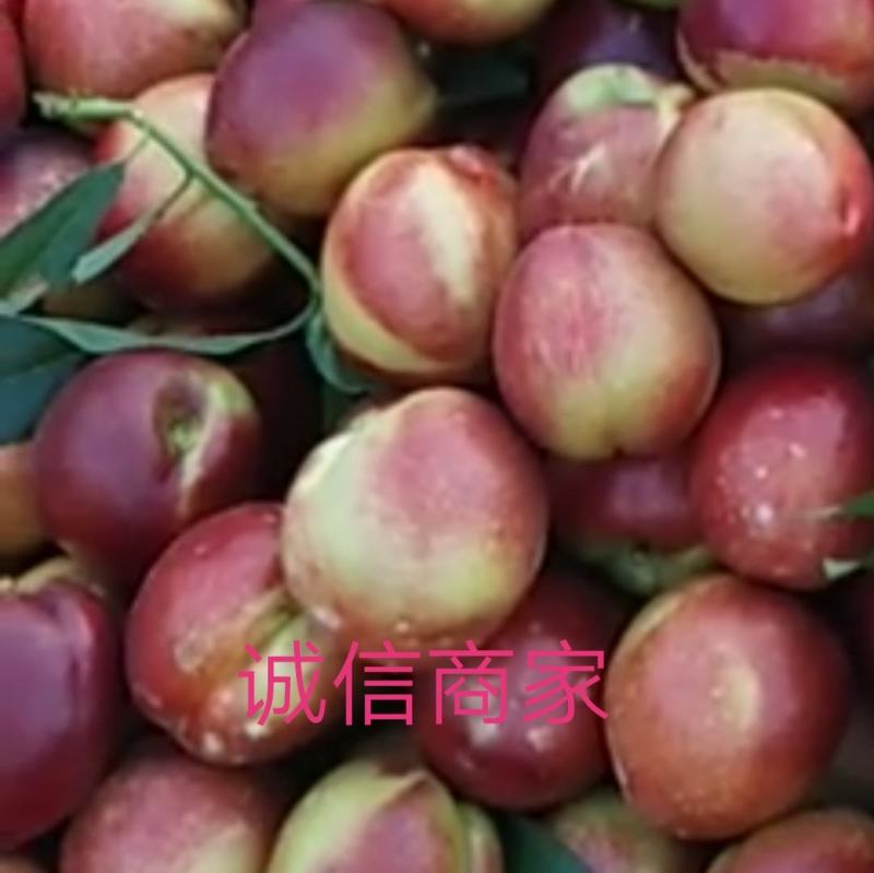 【货源充足】山东油桃4号色曙光大量上市价格不高