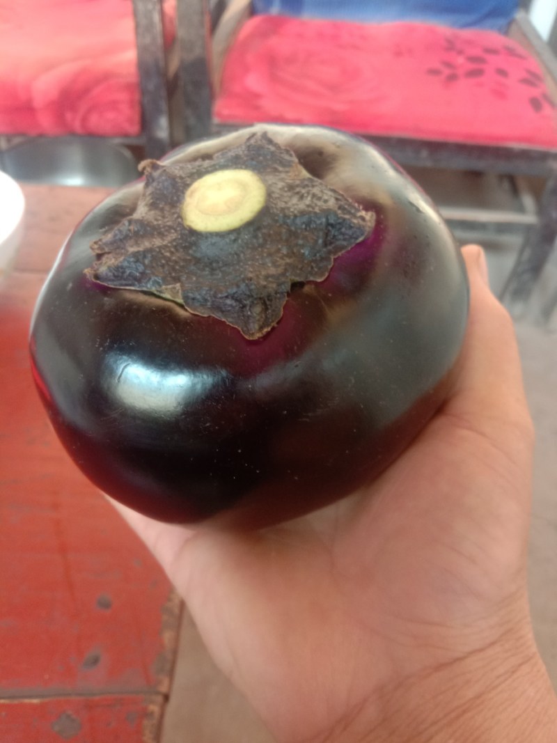 本地精品茄子，质量好量大欢迎采购，还有各种蔬菜
