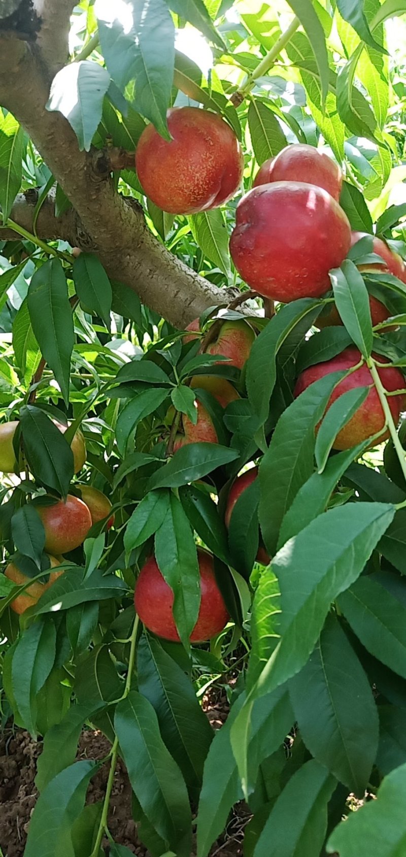 新鲜桃子大量上市，口感脆甜