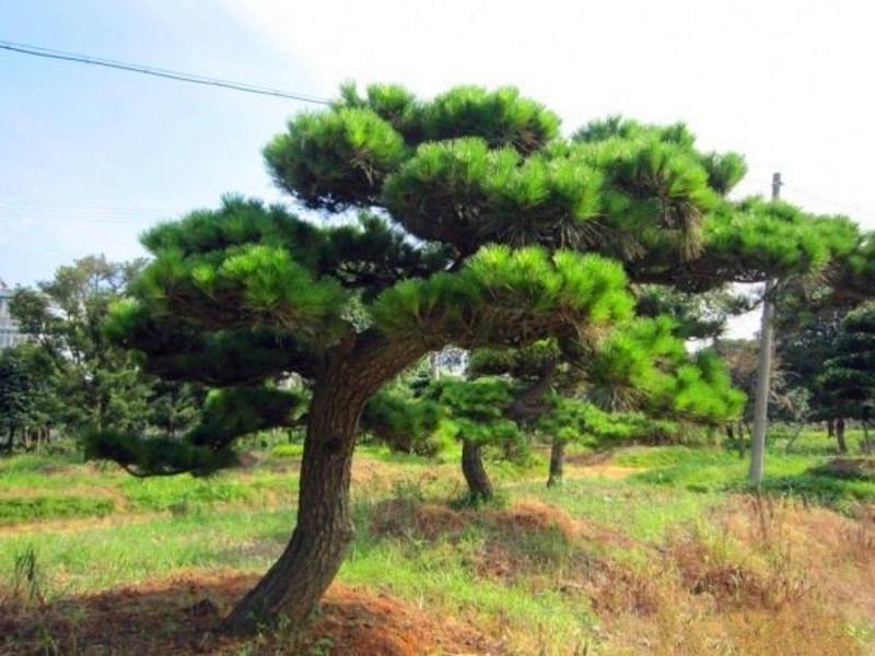 林木种籽黑松种子别名白芽松松树种四季可播常青苗木