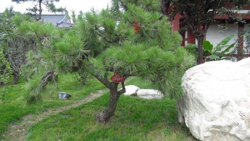 林木种籽黑松种子别名白芽松松树种四季可播常青苗木