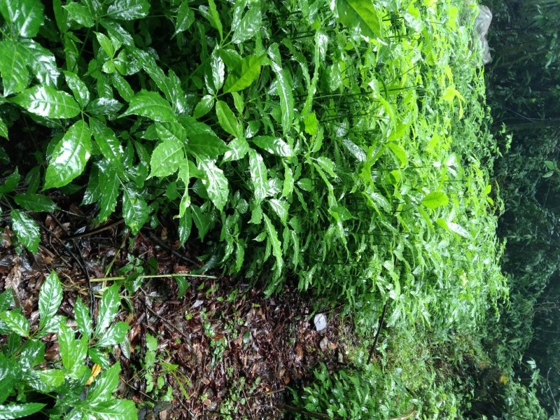 火镰菜