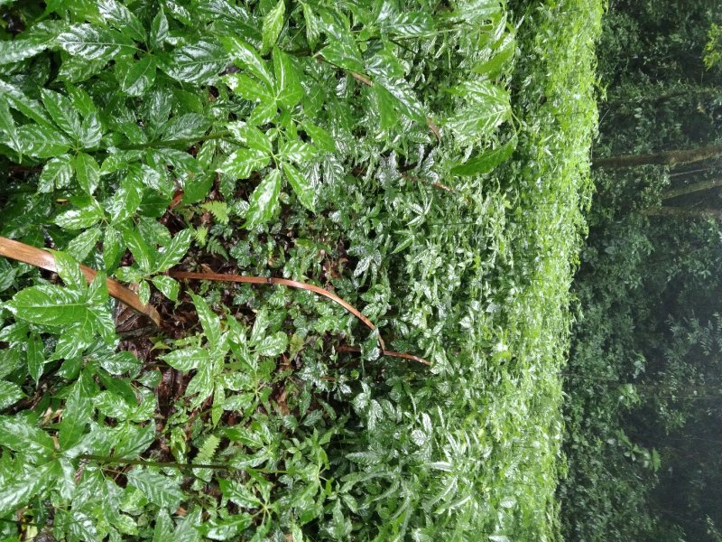 火镰菜
