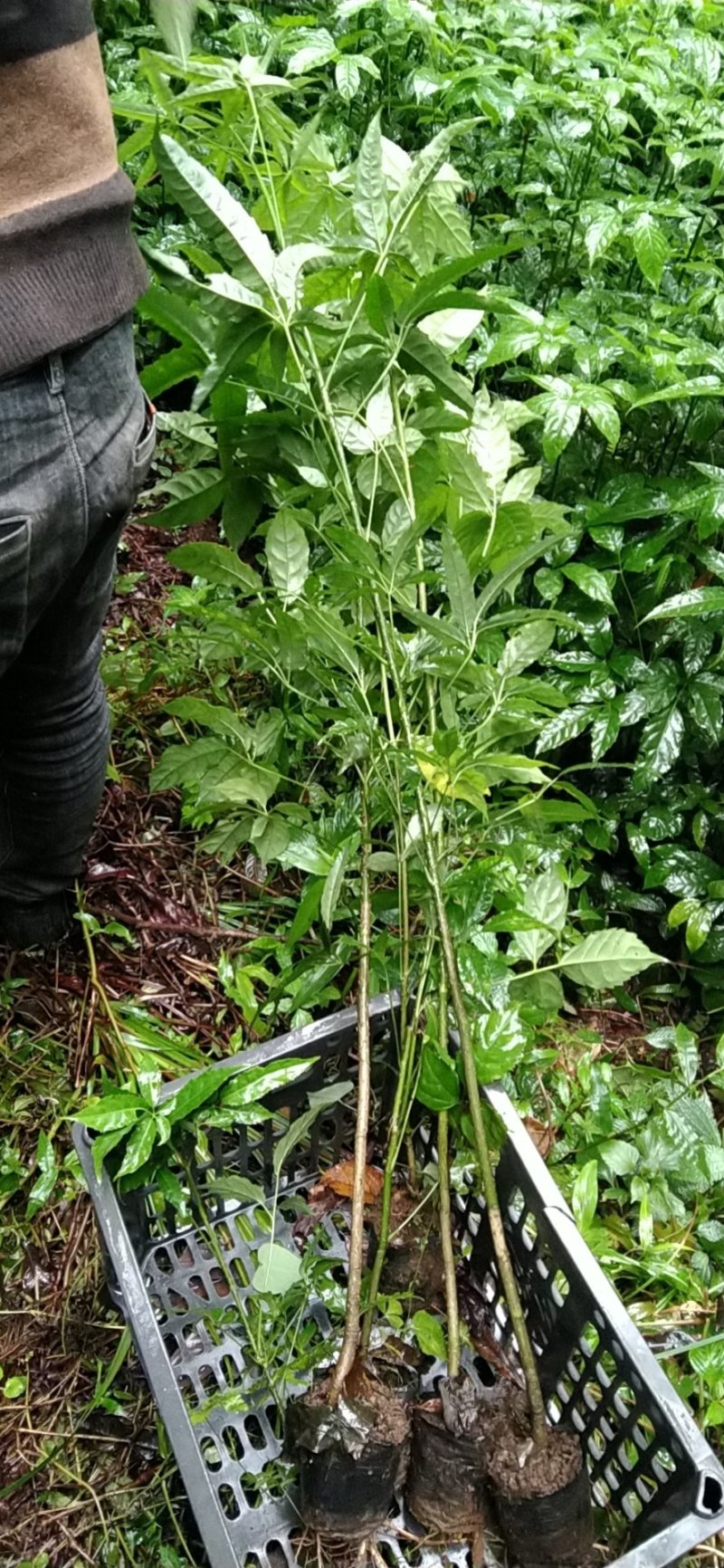 火镰菜