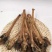 老御头正宗东北干梅花鹿筋500g起批另有鹿茸鹿鞭鹿血批发