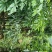 火镰菜（大苗）绿化观赏树种