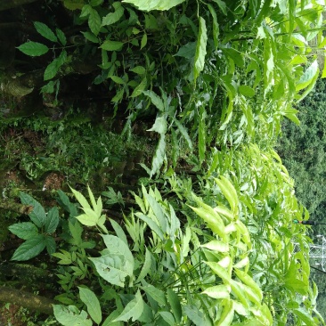 火镰菜（大苗）绿化观赏树种