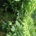 火镰菜（大苗）绿化观赏树种