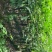 火镰菜（大苗）绿化观赏树种