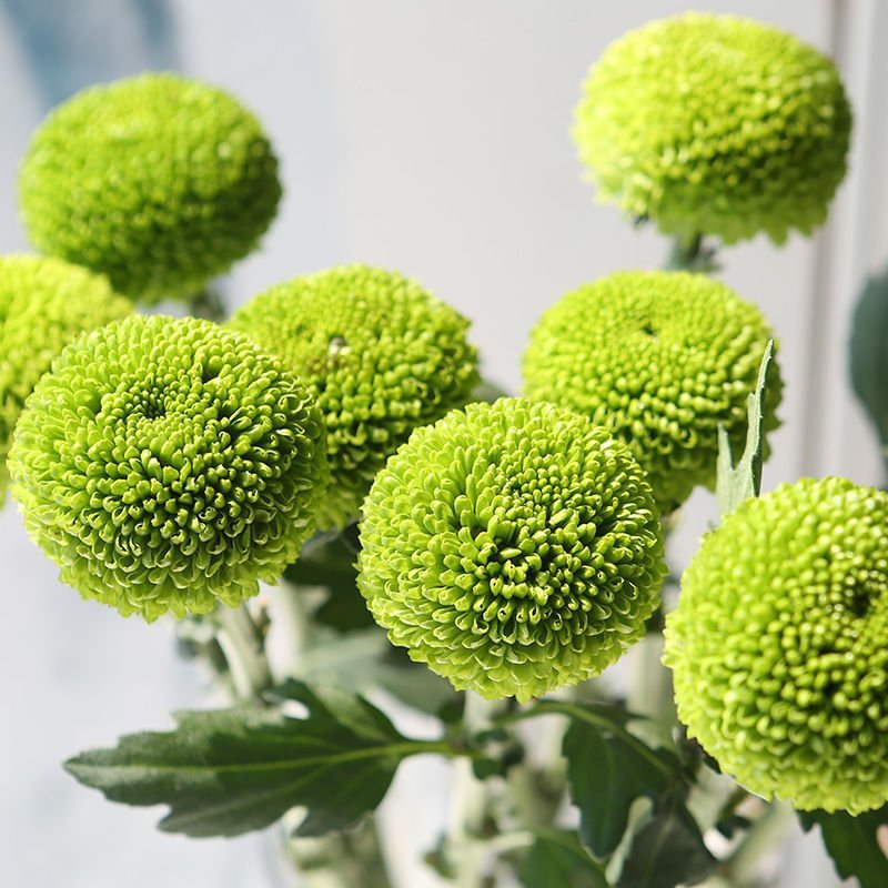 乒乓菊非洲菊鲜花盆栽阳台庭院九月多彩菊花草本花卉四季易养