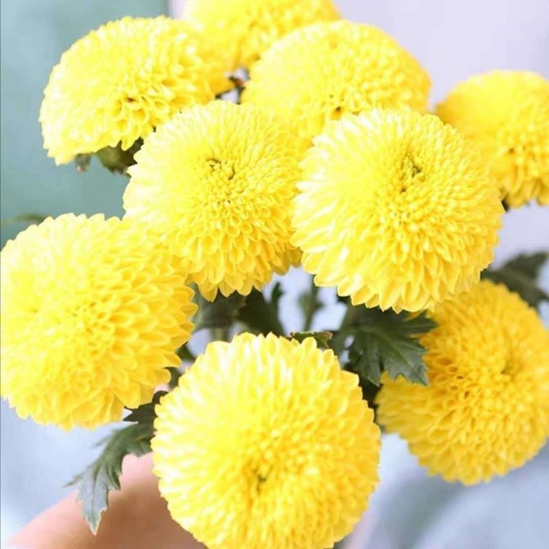 乒乓菊非洲菊鲜花盆栽阳台庭院九月多彩菊花草本花卉四季易养