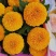 乒乓菊非洲菊鲜花盆栽阳台庭院九月多彩菊花草本花卉四季易养