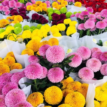 乒乓菊非洲菊鲜花盆栽阳台庭院九月多彩菊花草本花卉四季易养
