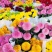 乒乓菊非洲菊鲜花盆栽阳台庭院九月多彩菊花草本花卉四季易养