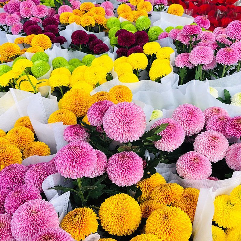 乒乓菊非洲菊鲜花盆栽阳台庭院九月多彩菊花草本花卉四季易养