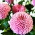 乒乓菊非洲菊鲜花盆栽阳台庭院九月多彩菊花草本花卉四季易养