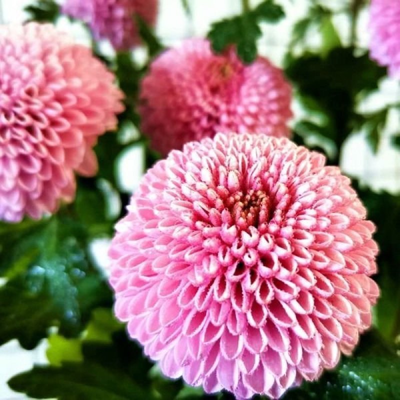 乒乓菊非洲菊鲜花盆栽阳台庭院九月多彩菊花草本花卉四季易养