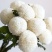 乒乓菊非洲菊鲜花盆栽阳台庭院九月多彩菊花草本花卉四季易养