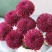 乒乓菊非洲菊鲜花盆栽阳台庭院九月多彩菊花草本花卉四季易养