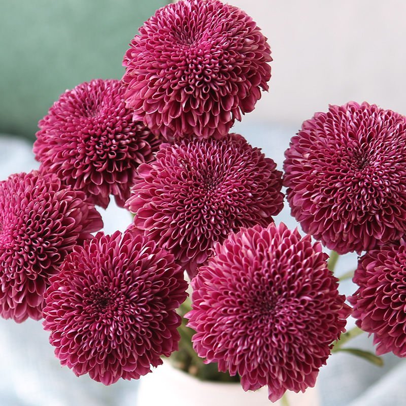 乒乓菊非洲菊鲜花盆栽阳台庭院九月多彩菊花草本花卉四季易养