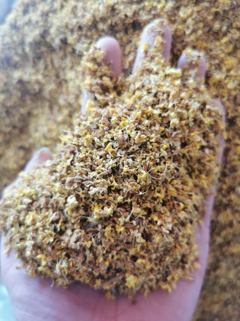 桂花产地直销量大从优一手货源