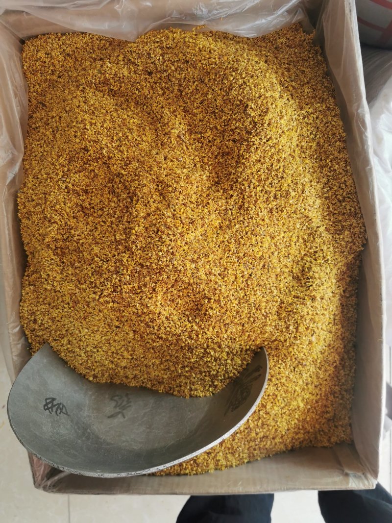桂花产地直销量大从优一手货源