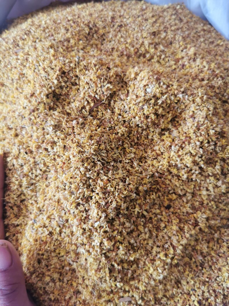 桂花产地直销量大从优一手货源