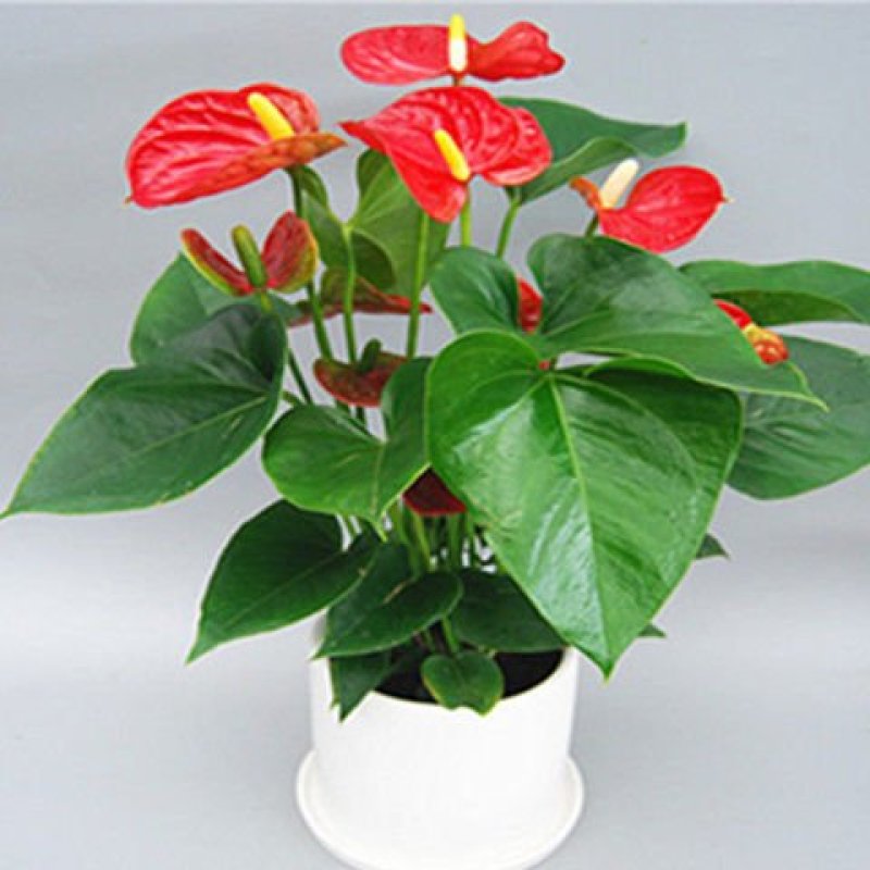四季开花红掌红掌盆栽粉掌盆栽玫瑰花苗花卉室内盆栽水培白掌
