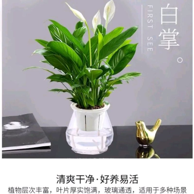 四季开花红掌红掌盆栽粉掌盆栽玫瑰花苗花卉室内盆栽水培白掌