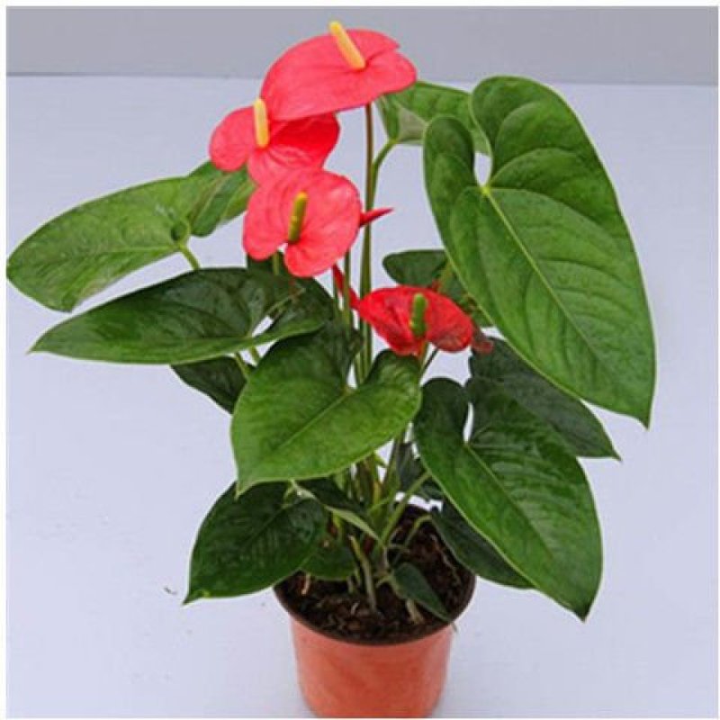 四季开花红掌红掌盆栽粉掌盆栽玫瑰花苗花卉室内盆栽水培白掌
