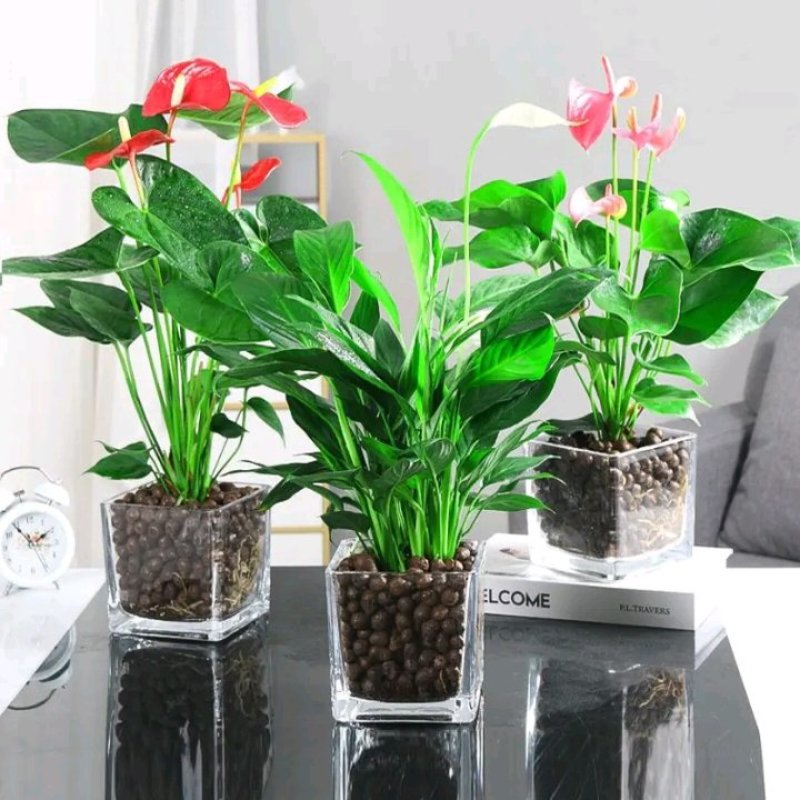 四季开花红掌红掌盆栽粉掌盆栽玫瑰花苗花卉室内盆栽水培白掌