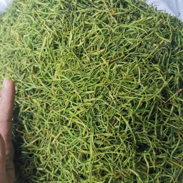 金银花河南金银花产地直销量大从优