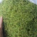 金银花河南金银花产地直销量大从优