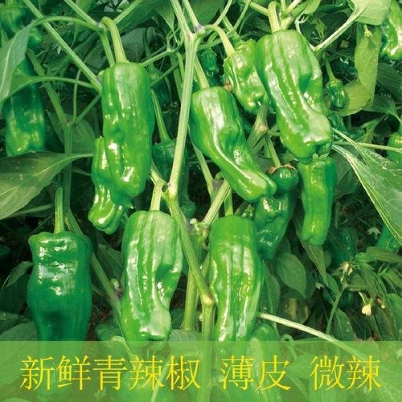 芜湖椒虎皮椒薄皮椒