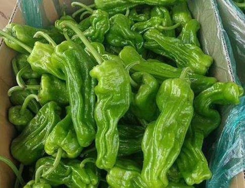 芜湖椒虎皮椒薄皮椒