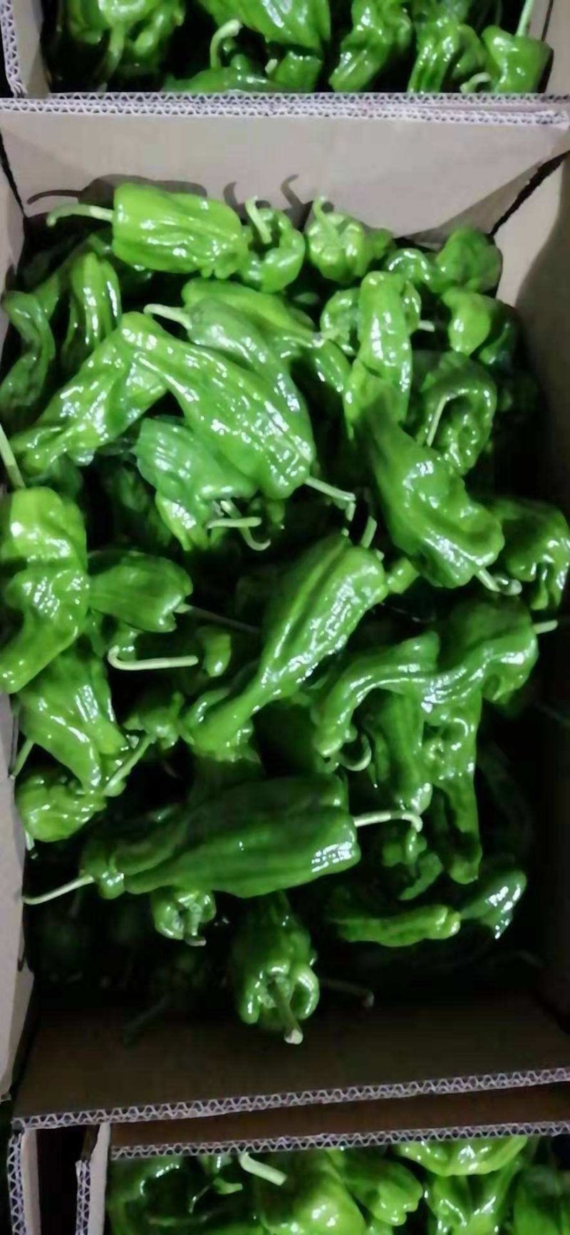 芜湖椒虎皮椒薄皮椒