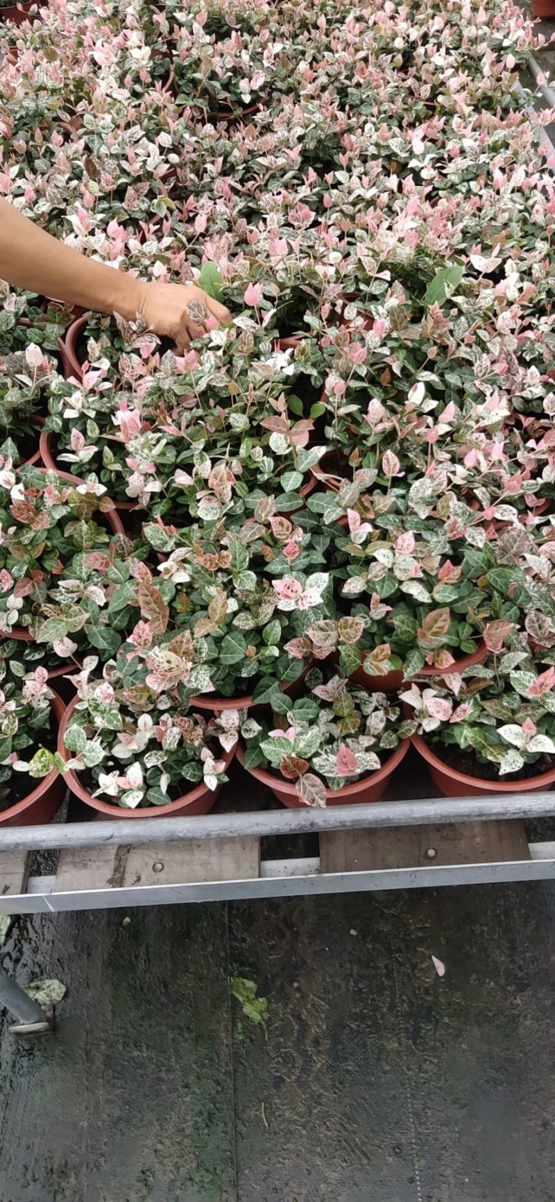 花叶络石