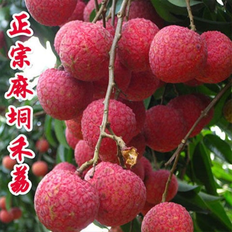 麻垌荔枝六月红荔枝情人荔大量上市【产地代办代发】货好价低