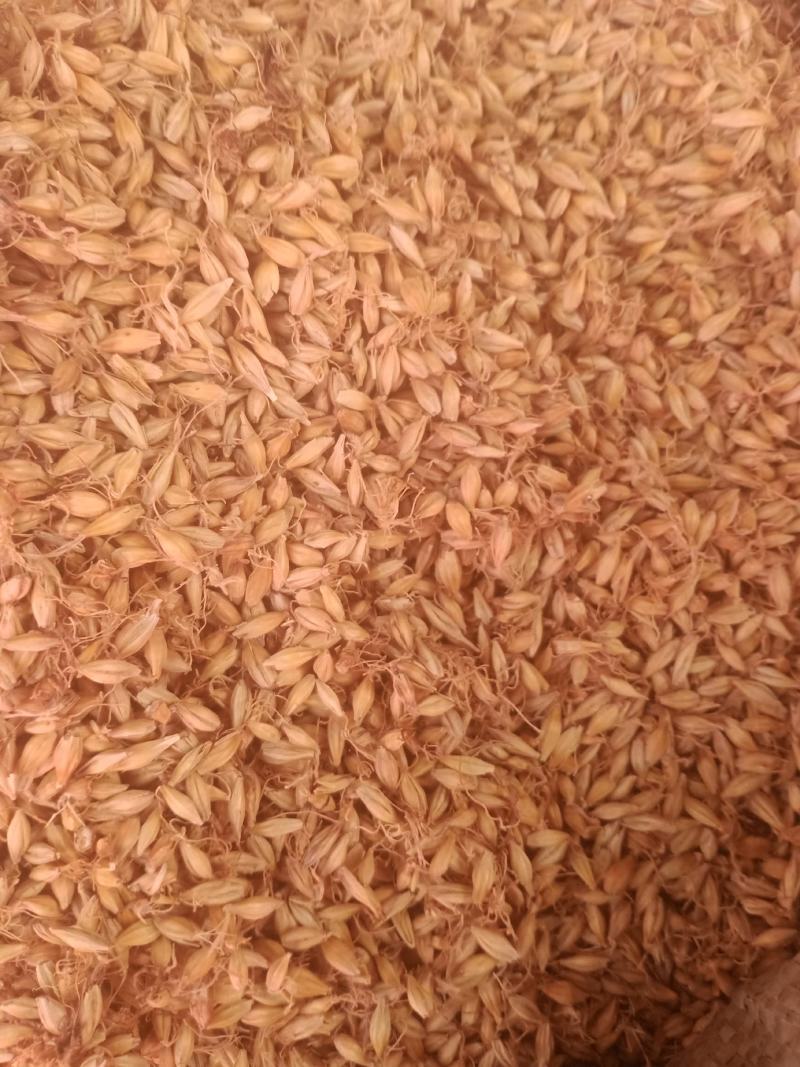 麦芽生麦芽炒麦芽各种规格过筛无沫